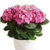Potted blooming pink hydrangea plant
