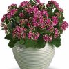 Blooming kalanchoe plant in ceramic pot