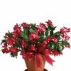 Christmas cactus with green leaves and bright holiday blooms.