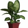 Potted dieffenbachia plant in decorative pot