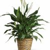 Potted peace lily plant in decorative pot