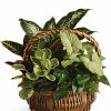Basket with assorted mixed green plants