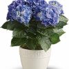 Potted blue hydrangea in ceramic pot