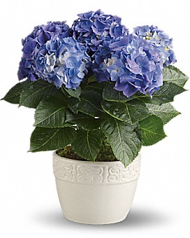 Blue Hydrangea