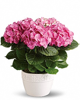 Pink Hydrangea