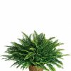 Potted fern plant in decorative container