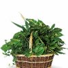 Large basket with assorted green plants