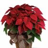Large red poinsettia plant with bright red bracts and green leaves.