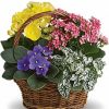 Basket with assorted green and blooming plants