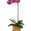 Purple Phalaenopsis Orchid