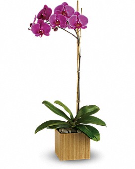 Purple Phalaenopsis Orchid