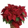 Red poinsettia plant with bright red bracts and dark green leaves.