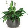 Peace lily plant with white blooms in a decorative pot.